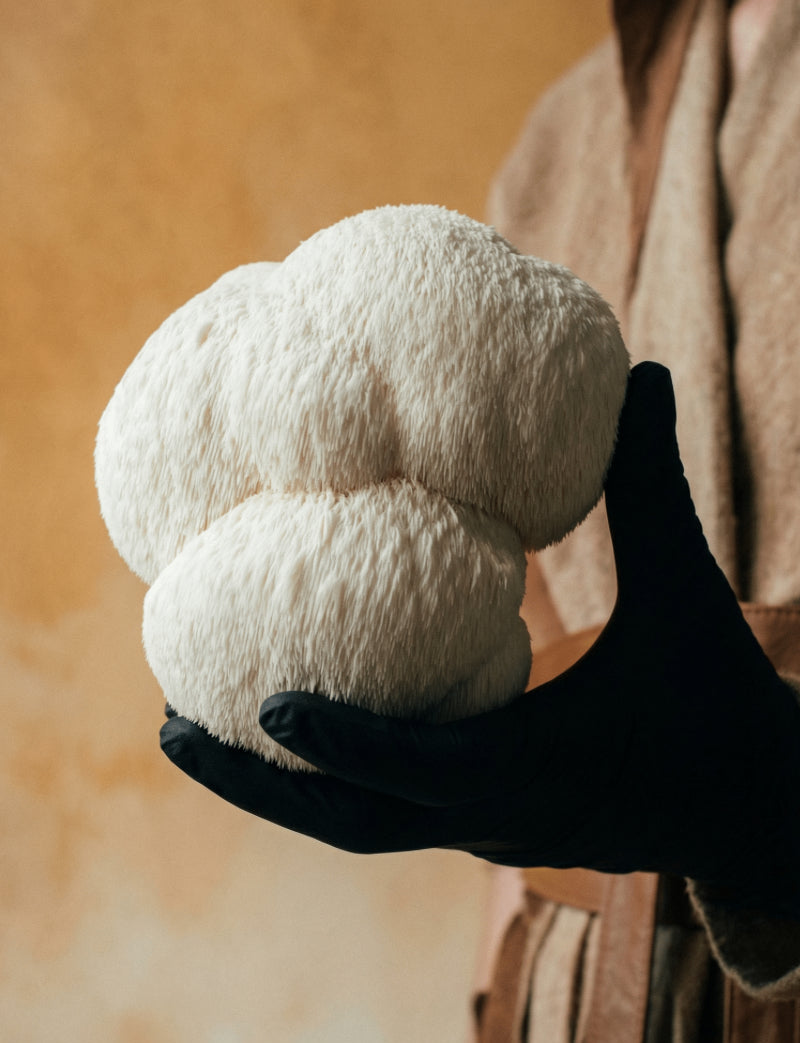 Organic Lion’s Mane Mushroom Powder