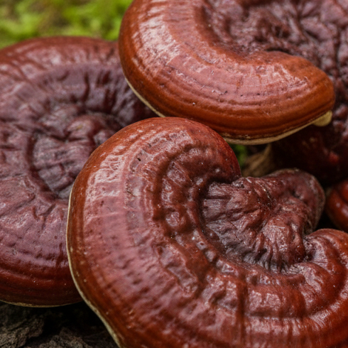 Reishi mushroom
