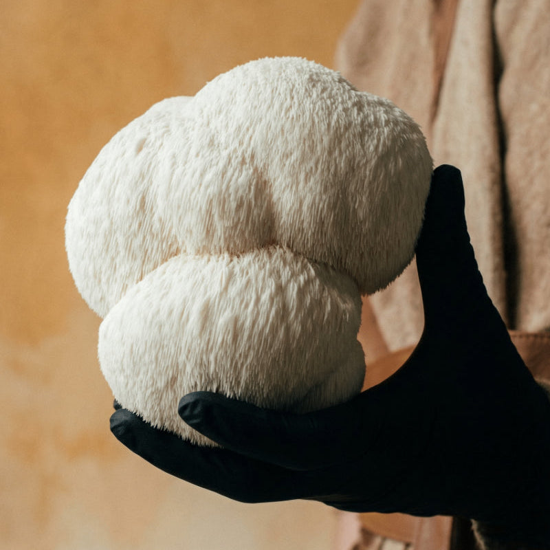 lion's mane mushroom 